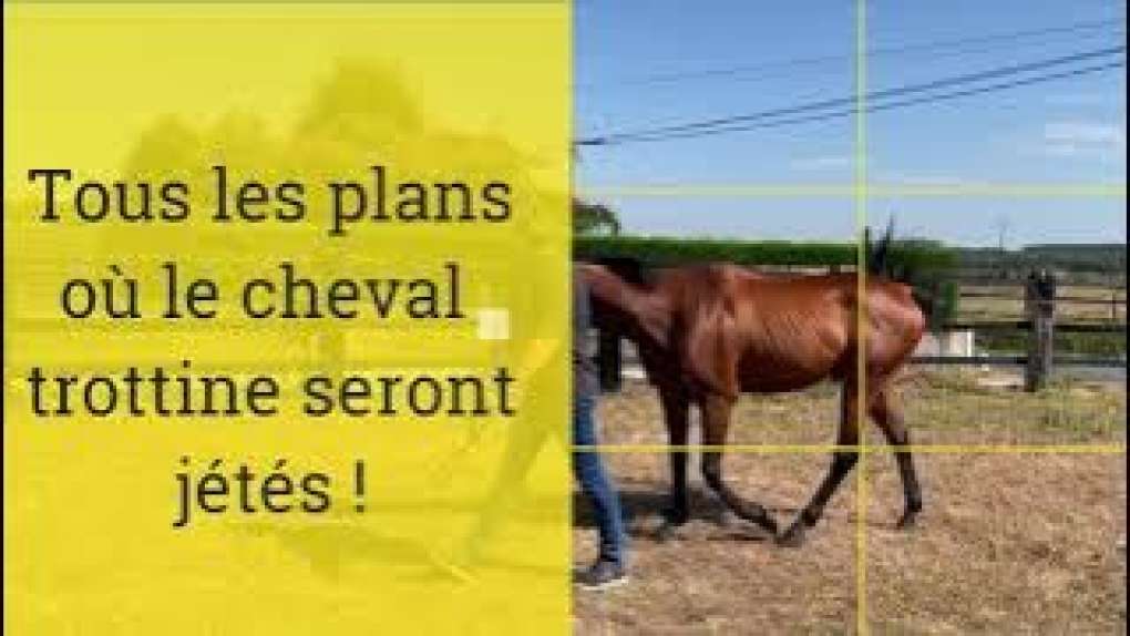 Tutoriel : Comment prendre en vidéo un cheval