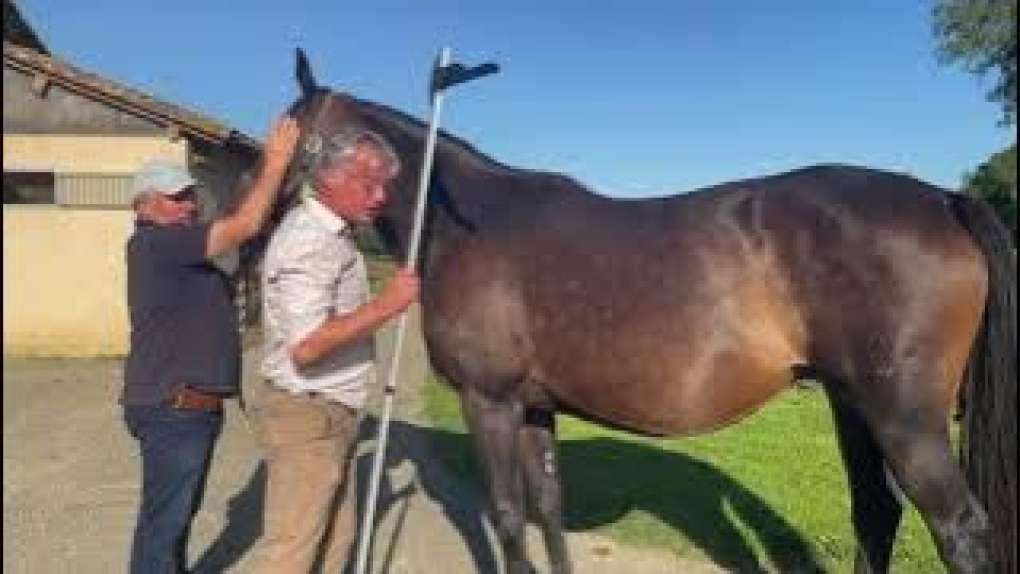 Tutoriel : Comment toiser un cheval 