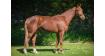 MACHO DE LANDEMER