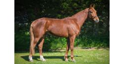 Image cheval MACHO DE LANDEMER