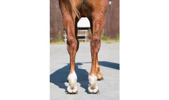 MACHO DE LANDEMER