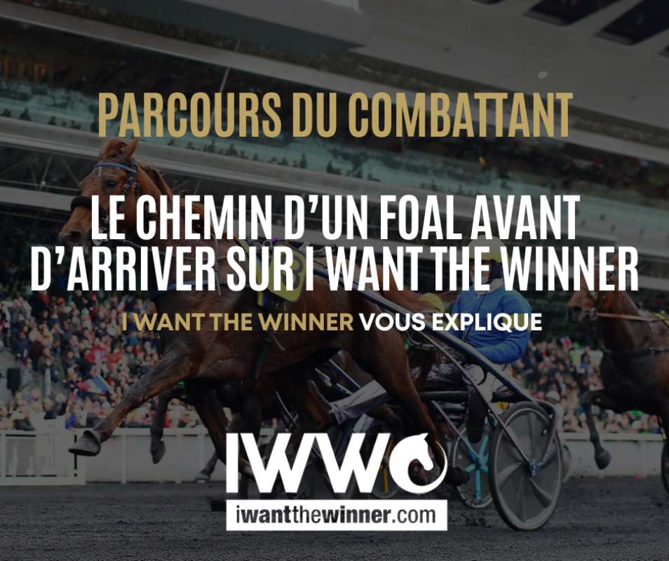 Le chemin d'un foal avant d'arriver sur IWW