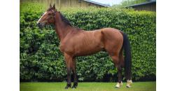 Image cheval MONTCALM