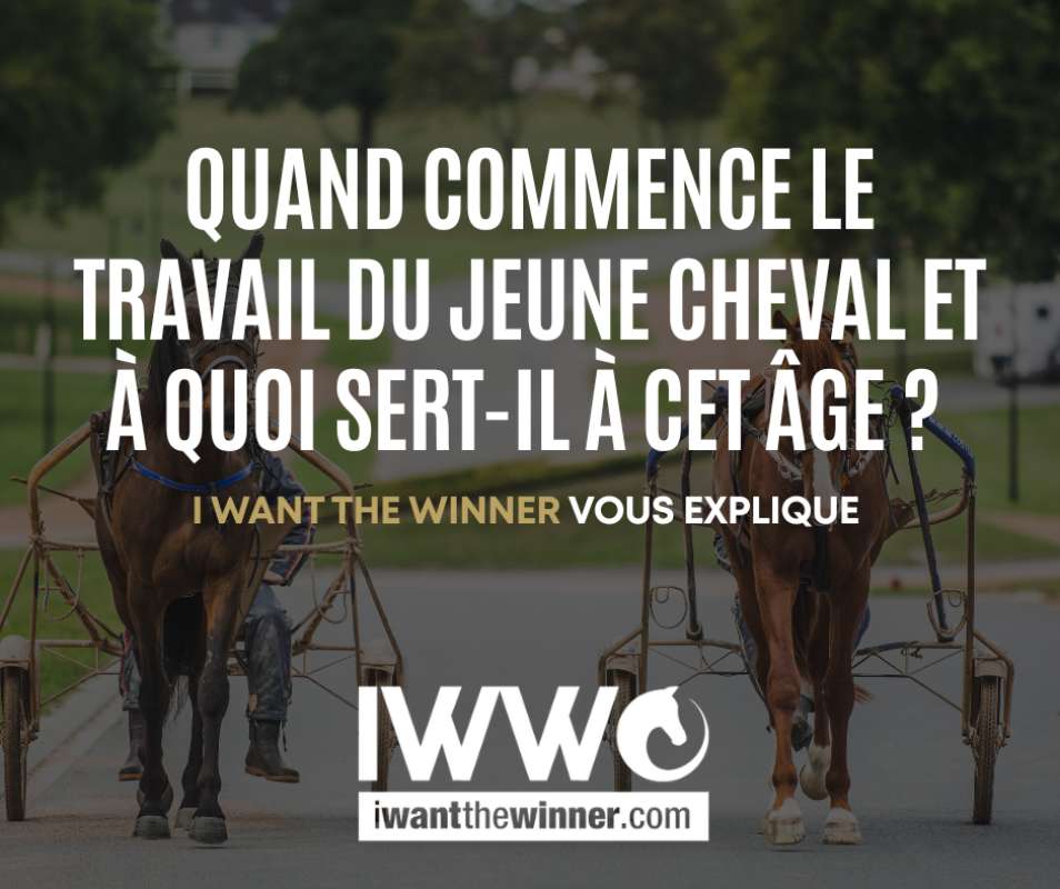 Quand commence la travail du jeune cheval et à quoi sert-il à cet âge ? 