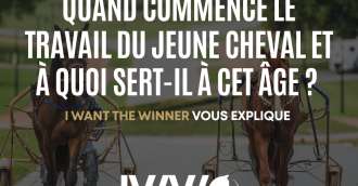Image of the article_Quand commence la travail du jeune cheval et à quoi sert-il à cet âge ? 