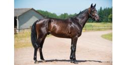 Image cheval NASKO