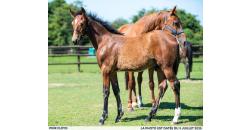 Horse picture PINK FLOYD