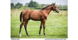 Horse picture PREMIUM ROC