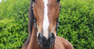 Image de l'article_Entrainement MONTCALM chez Enzo LELIEVRE 12/08/2025