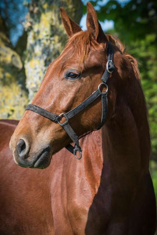 Macho de Landemer chez Franck TERRY 31/05/2025