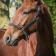 Macho de Landemer chez Franck TERRY 31/05/2025