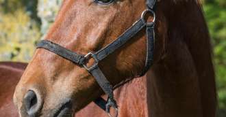 Image de l'article_Macho de Landemer chez Franck TERRY 31/05/2025