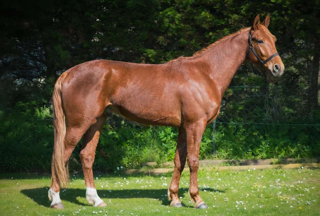 Macho de Landemer chez Franck TERRY 25/07/2025