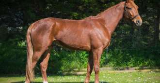 Image de l'article_Macho de Landemer chez Franck TERRY 25/07/2025