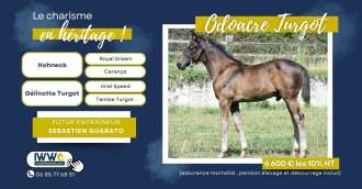Image of the article_Odoacre Turgot : débourrage Partie I