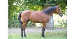 Horse picture ONLY PIERJI