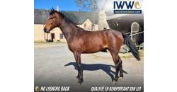 Image cheval No looking back
