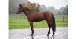 Horse picture MONZON DU CHATELET