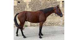 Horse picture NOBEL CAMP