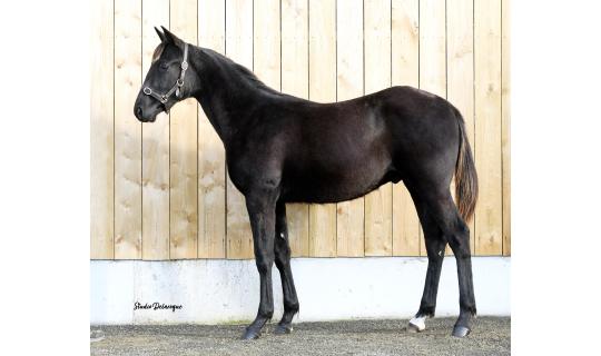 Horse picture PRINCE MAURICE