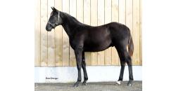 Image cheval PRINCE MAURICE