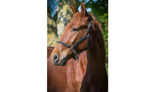 Horse picture MACHO DE LANDEMER