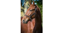 Image cheval MACHO DE LANDEMER