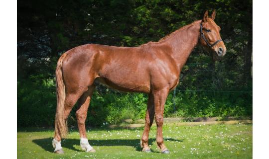 Horse picture MACHO DE LANDEMER Part 8