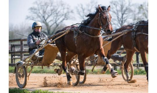 Horse picture NOBEL CAMP