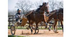 Image cheval NOBEL CAMP