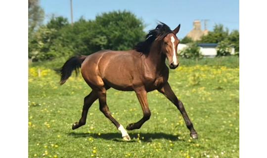 Horse picture PREMIUM ROC