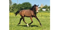 Horse picture PREMIUM ROC