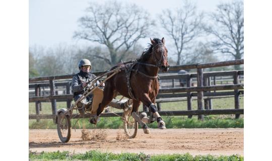 Horse picture NOBEL CAMP Part N°2