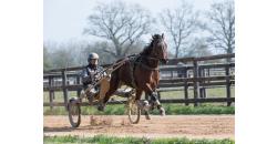 Image cheval NOBEL CAMP Part N°2