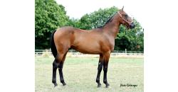 Horse picture PAPOU DI LEONE