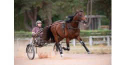 Image cheval ORBIT DI LEONE