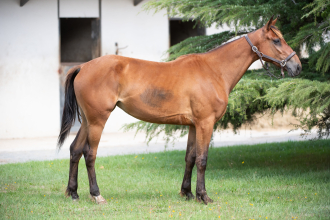 Image of horse ODYSSEE BOIS MORIN