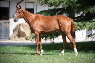 Image cheval ODACE DE BANVILLE