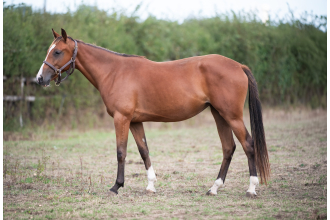 Image cheval OTWO ARENA