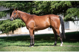 Image cheval MOJITO DE BANVILLE