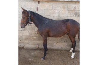 Image of horse QUI T'AIME CHARLY
