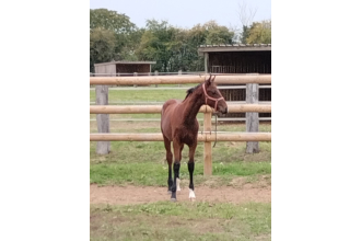 Image of horse QUANTIC DU PARC