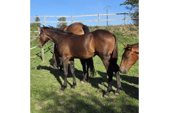 Image cheval QUEO D'OAM
