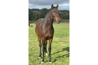 Image cheval PURE GOLD GALACMIC