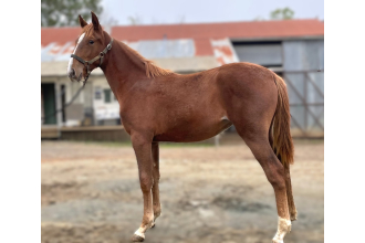 Image of horse QUEASY CHARLY