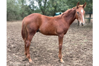 Image of horse QUERIDO CHARLY