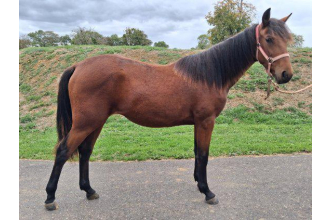Image of horse PENSEE DES NOES
