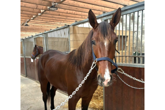 Image of horse ONYX FARM