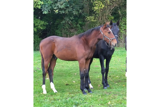 Image of horse Q.26 Florianne du comte