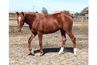 Image cheval PERLE AIMEF